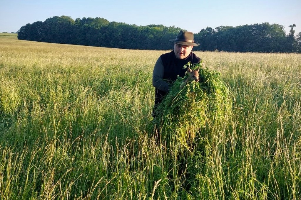 Man in a tall grass field holding a bundle of grass with a small fawn peeking out